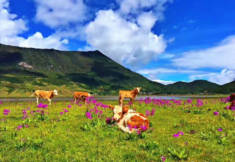 麗江玉龍雪山徒步登山攻略