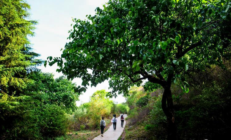 麗江茶馬古道文海徒步路線