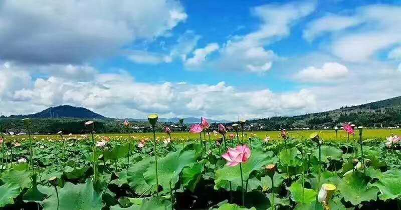 麗江研學旅行的定義及特點是什么？