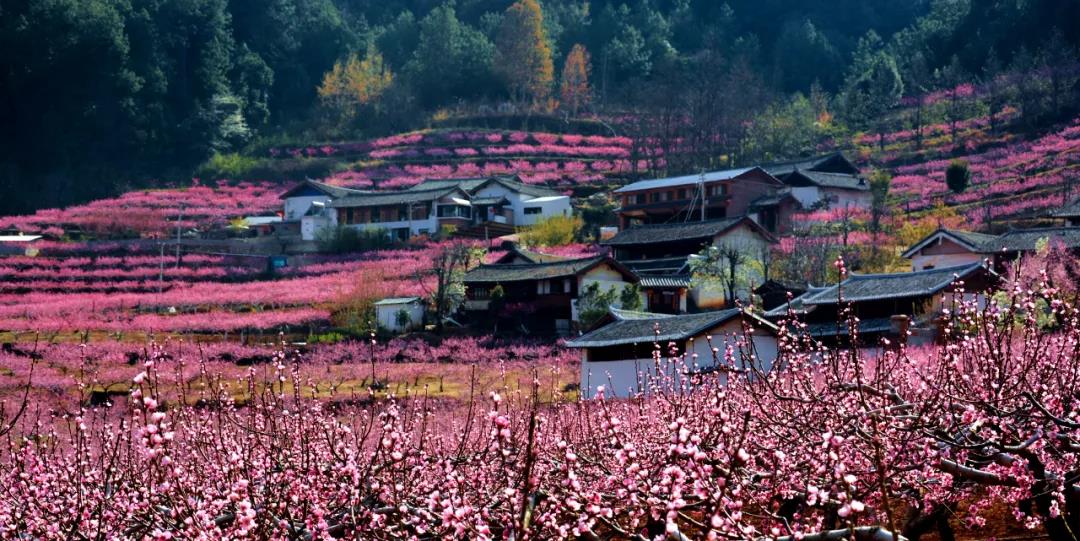 畫面如詩(shī)如畫！石鼓鎮(zhèn)檢木科200多畝連片雪桃花競(jìng)相開放