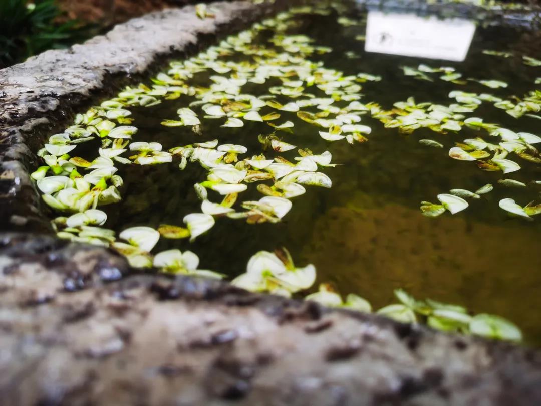 門前老槐又開花，七月來麗江古城這座百年老宅賞花聽雨