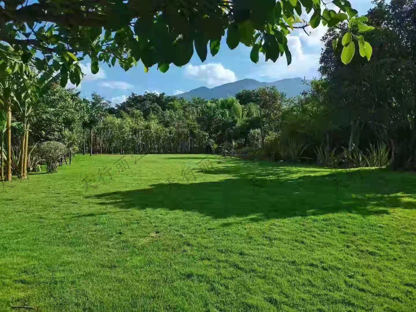 麗江聽(tīng)花谷餐廳隆重推薦  花的海洋  綠的草坪  高的樹(shù)屋  ｜玉龍雪山下的小眾秘境