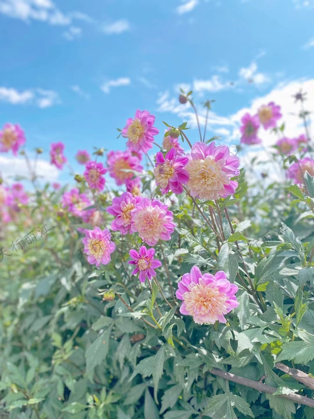 麗江聽花谷餐廳