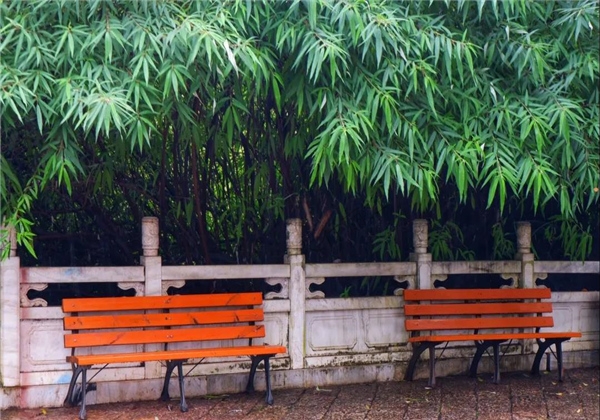 煙雨繚繞，黑龍?zhí)杜c詩平分秋色