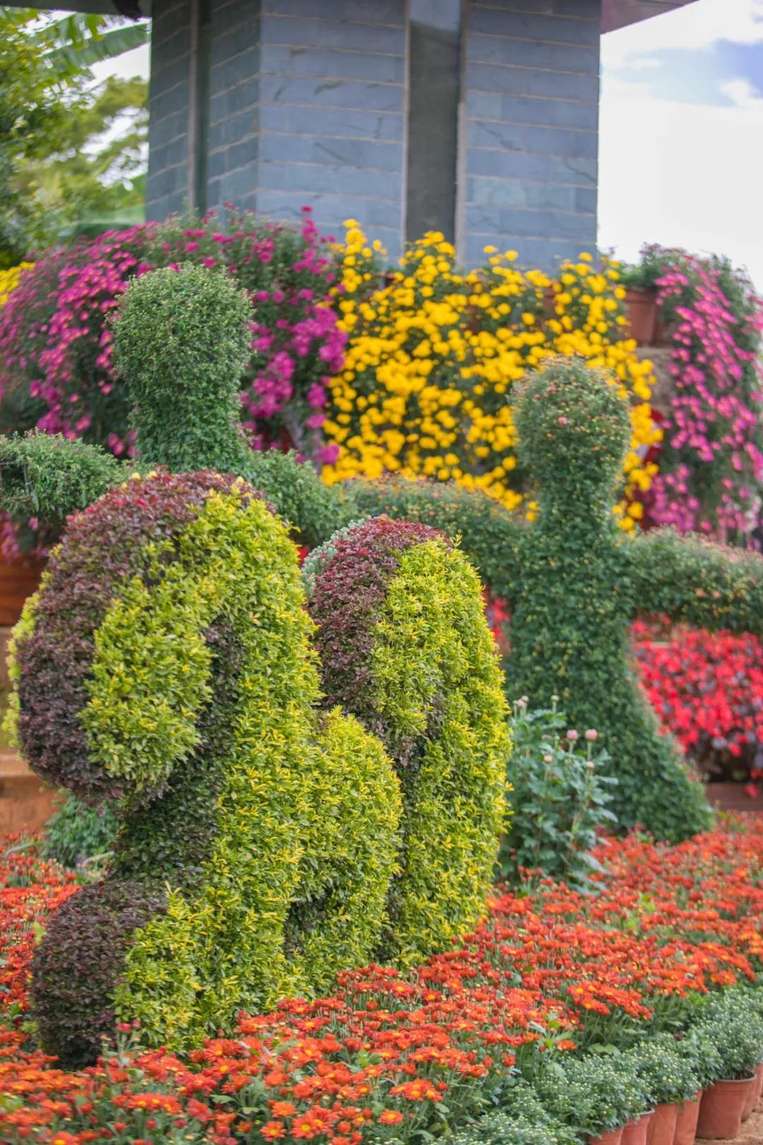 麗江古城菊花展