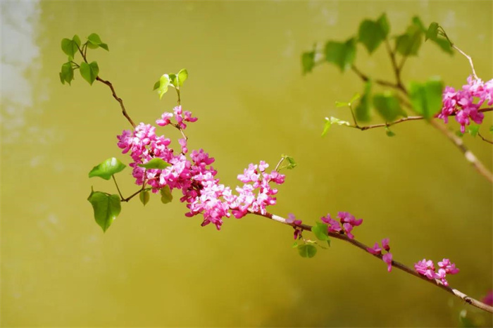 我在麗江的冬天，想念四季在公園閑逛的模樣